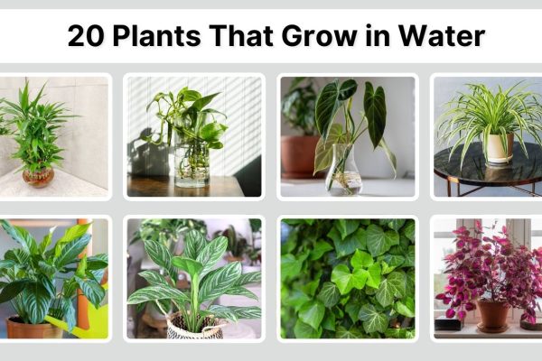 20 Plants That Grow in Water: Identification with Picture