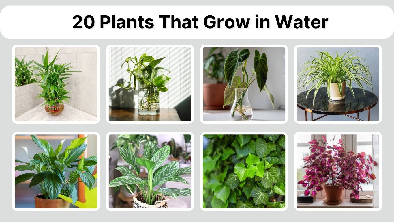 20 Plants That Grow in Water: Identification with Picture