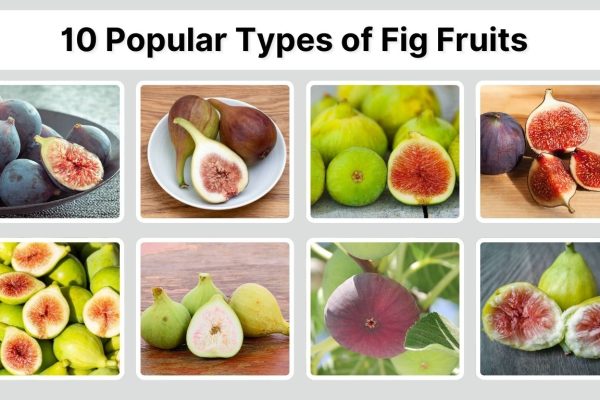 10 Popular Types of Fig Fruits You Should Know: Id with Pictures
