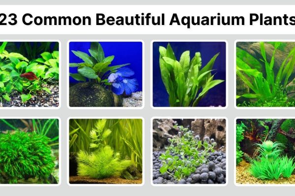 23 Common Beautiful Aquarium Plants: Identification with Picture