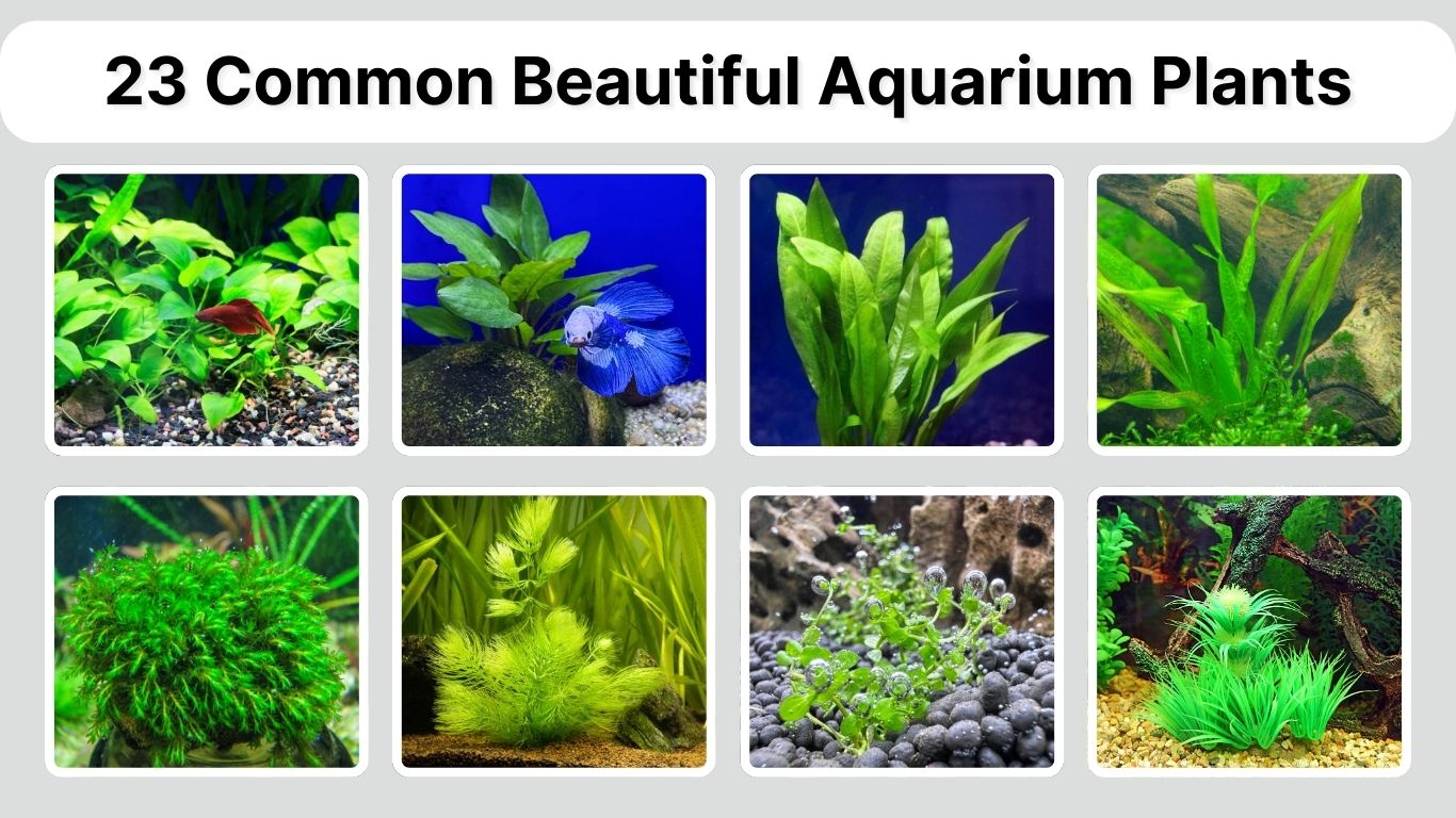 23 Common Beautiful Aquarium Plants: Identification with Picture