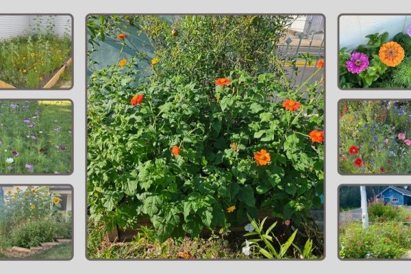 9 Best Wildflower Seed Mixes for a Colorful Garden