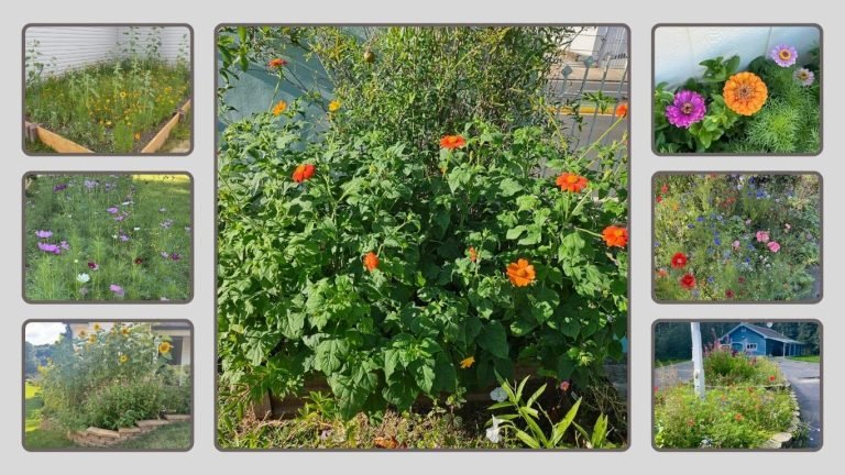 25 Types of Geranium Flowers: Identification with Pictures