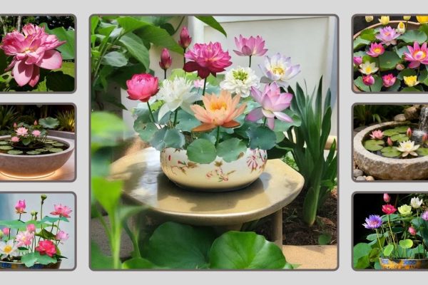 10 Best Lotus Flower Seeds for Home Gardening