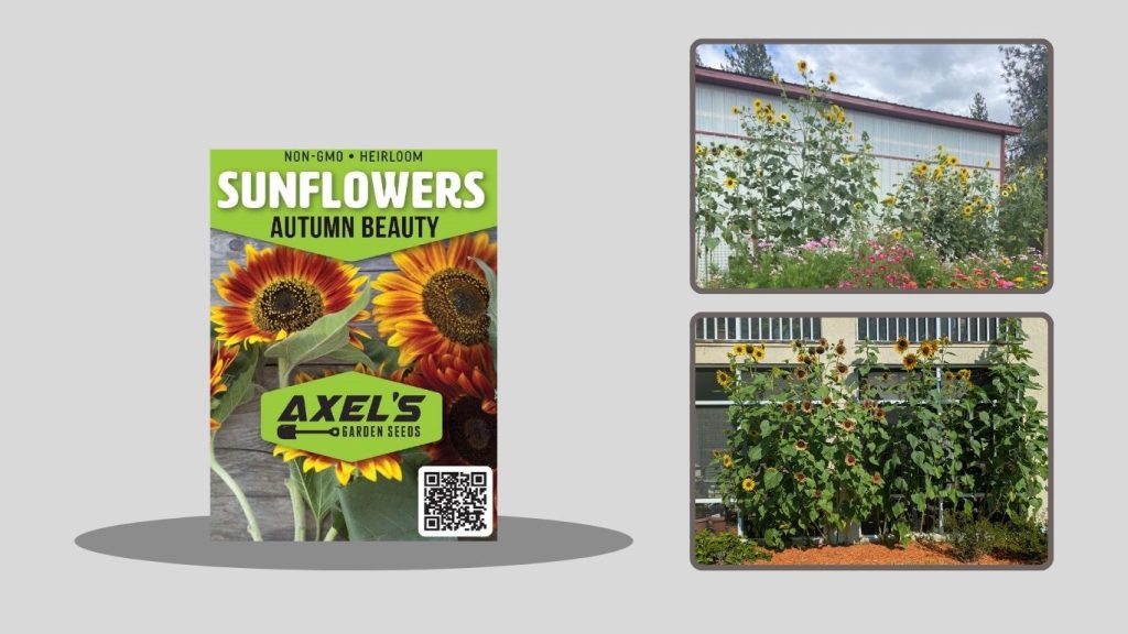 Tadim Sunflower Seeds (Planting-Friendly Quality)