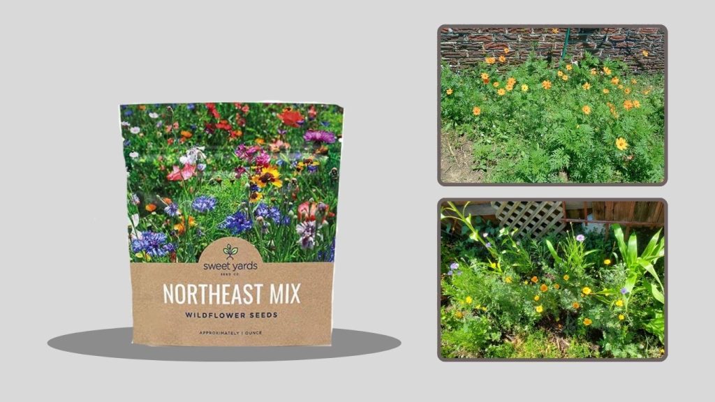 Chrysanthemum Flower Seeds – Islas Garden