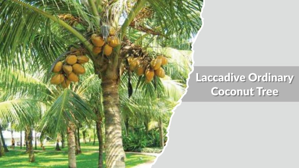 Laccadive Ordinary Coconut Tree