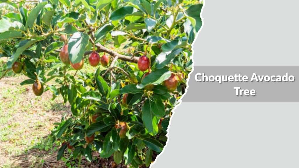 Choquette Avocado Tree