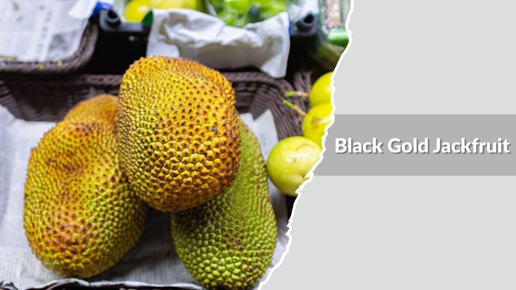 Black Gold Jackfruit