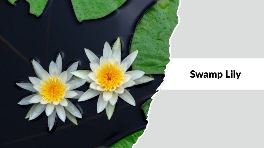 Swamp Lily