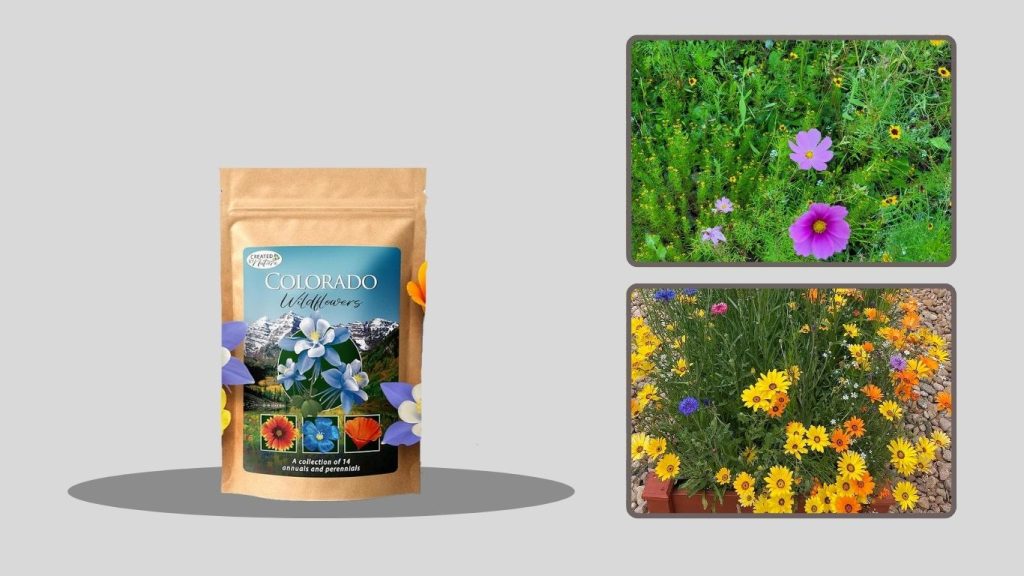 Colorado Wildflowers Beautiful Collection – Perennial Mix