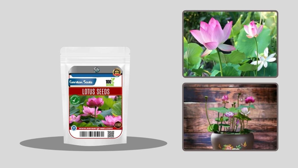 Mixed Bowl Lotus Seeds for Indoor & Outdoor Gardening