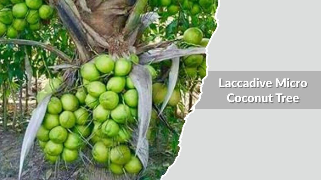 Laccadive Micro Coconut Tree
