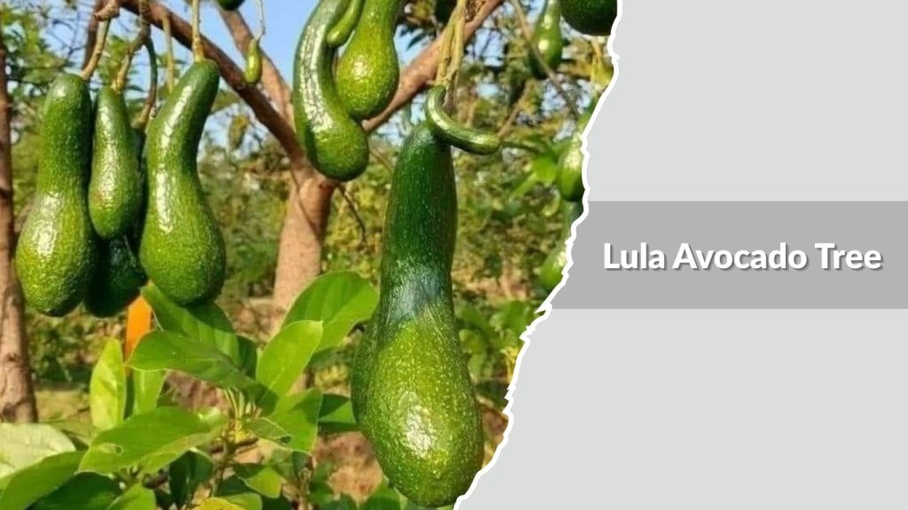 Lula Avocado Tree