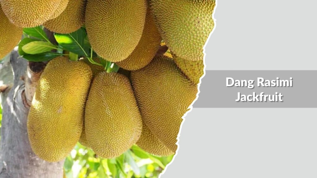 Dang Rasimi Jackfruit