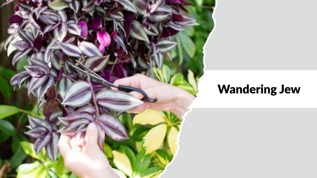 Wandering Jew