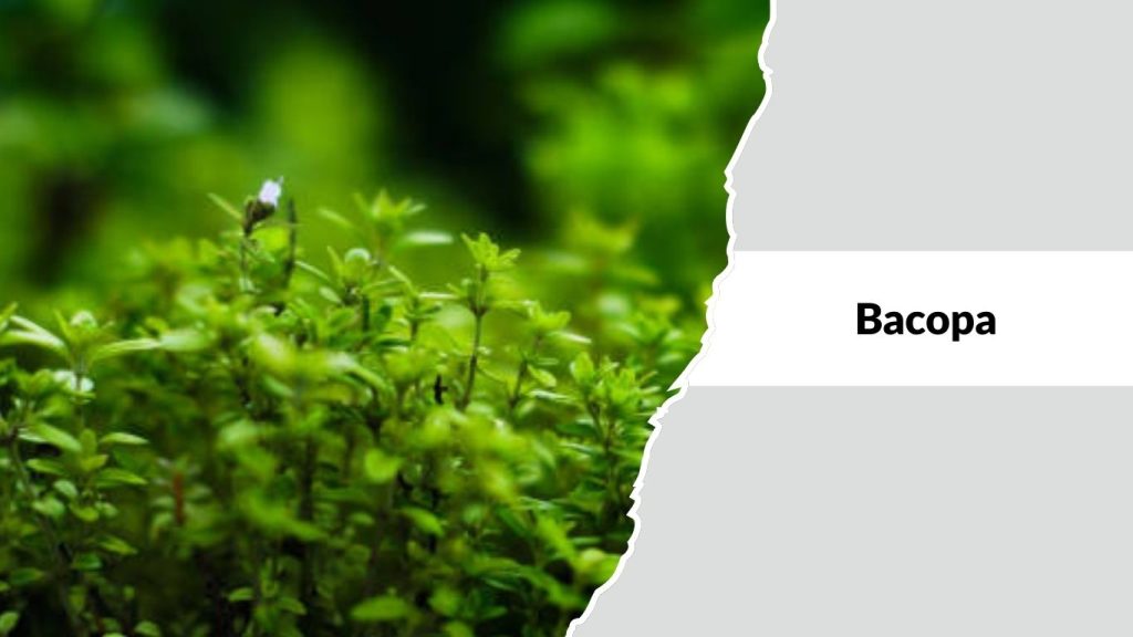  Bacopa