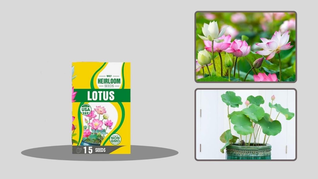 Rare Heirloom Lotus Flower Seeds for Home Gardening