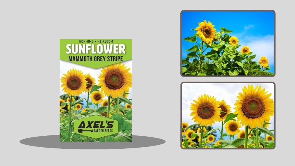 ChaCha Roasted Sunflower Seeds (Nature Flavor)