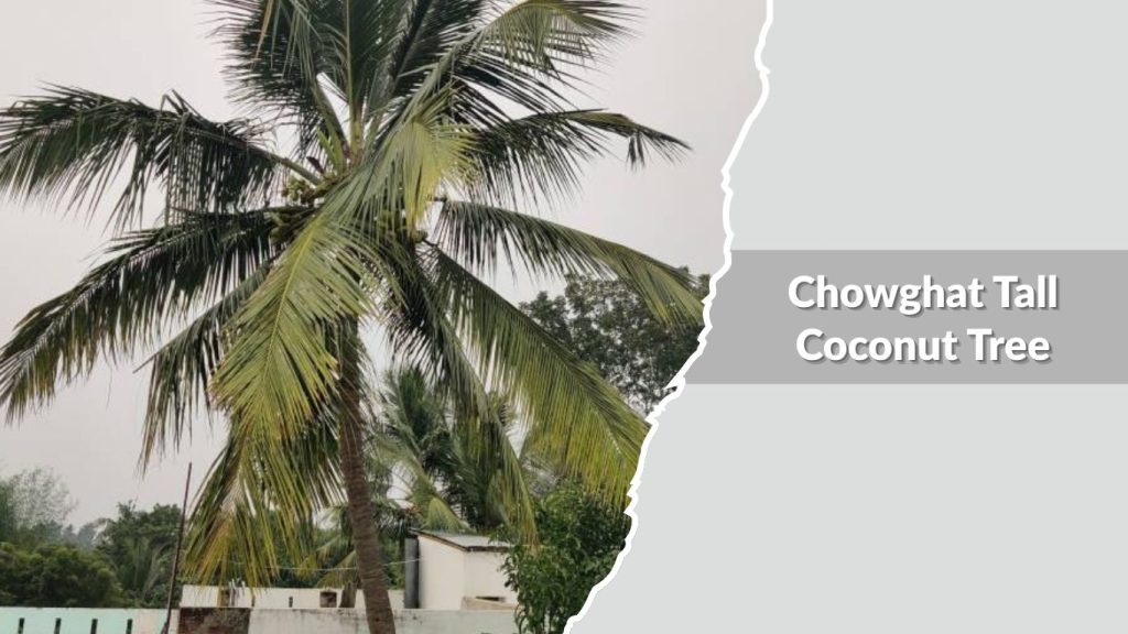 Chowghat Tall Coconut Tree