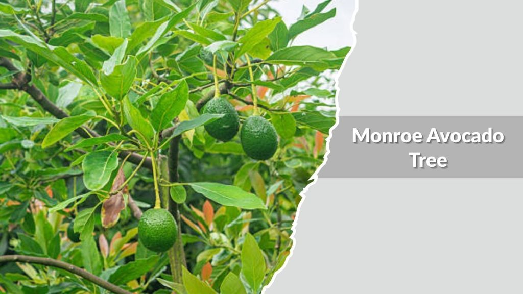 Monroe Avocado Tree