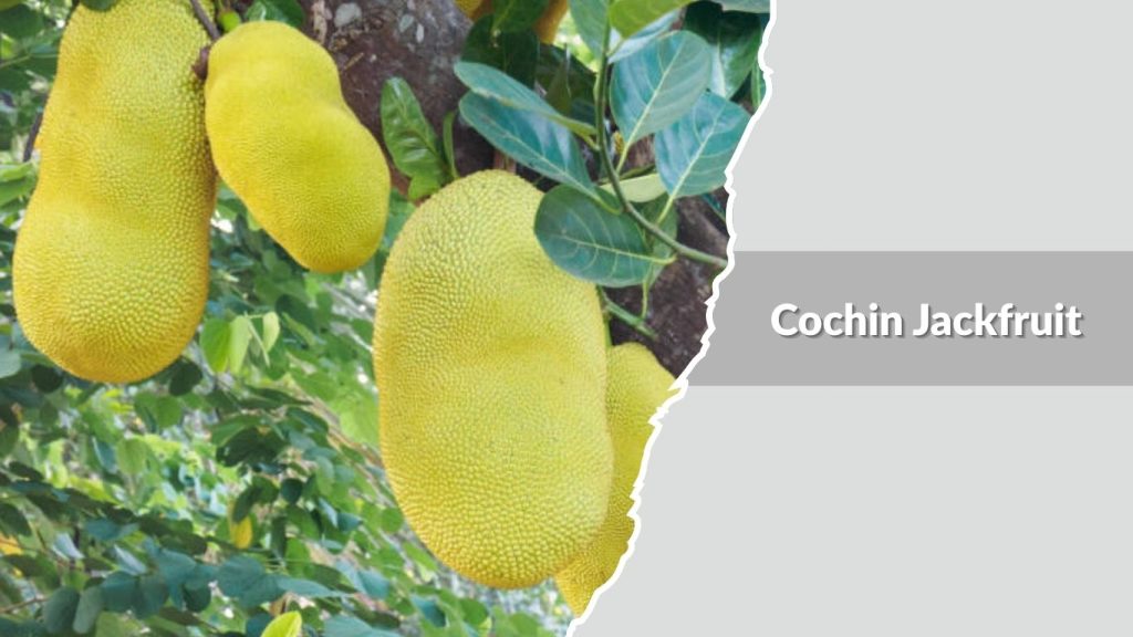 Cochin Jackfruit