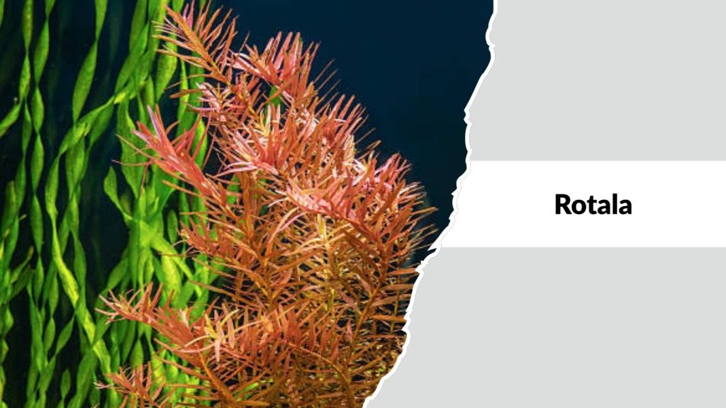 Rotala