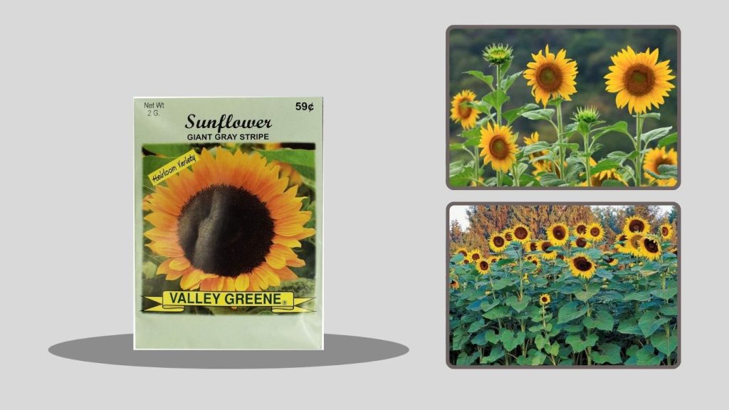 DAVID Roasted & Salted Sunflower Seeds