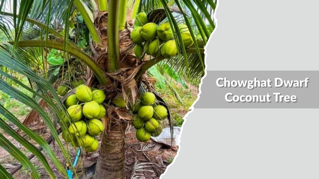  Chowghat Dwarf Coconut Tree