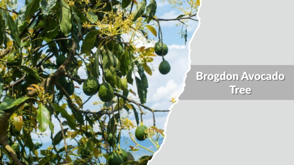 Brogdon Avocado Tree