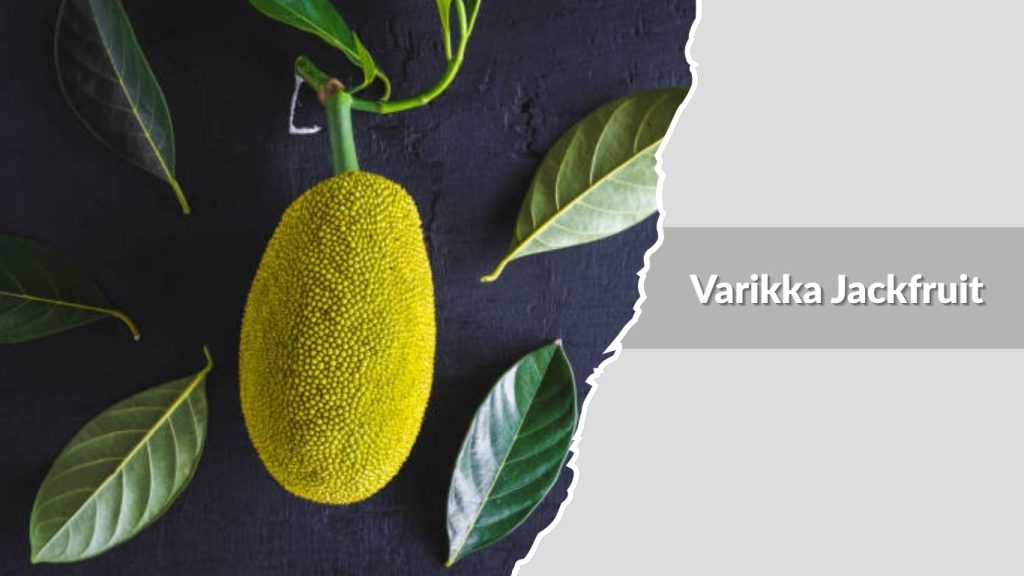Varikka Jackfruit