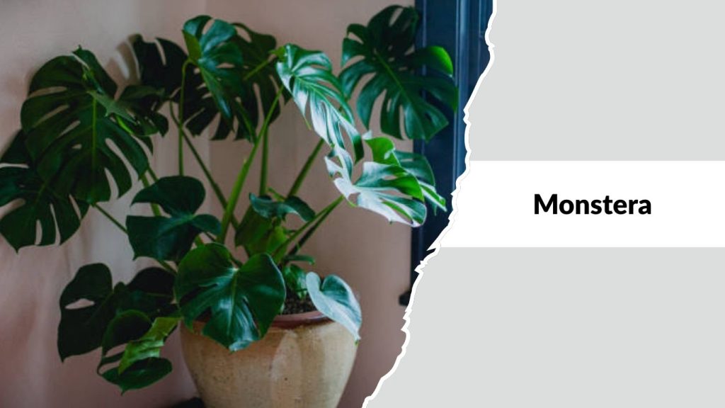 Monstera