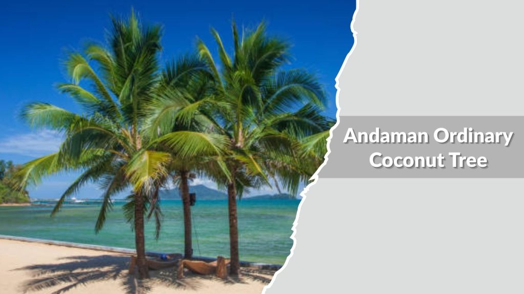 Andaman Ordinary Coconut Tree
