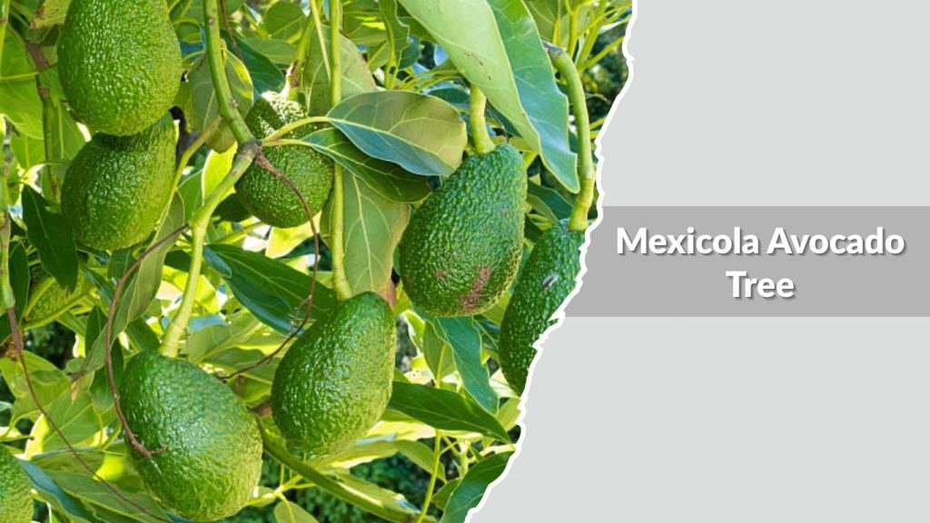 Mexicola Avocado Tree
