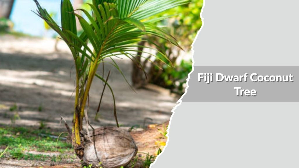 Fiji Dwarf Coconut Tree