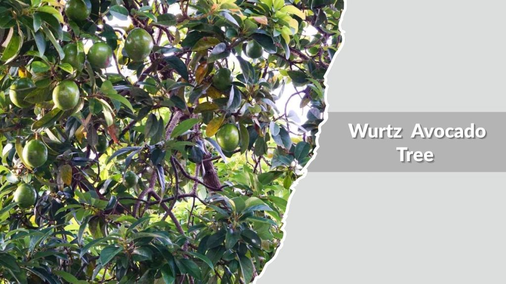 Wurtz (Little Cado) Avocado Tree