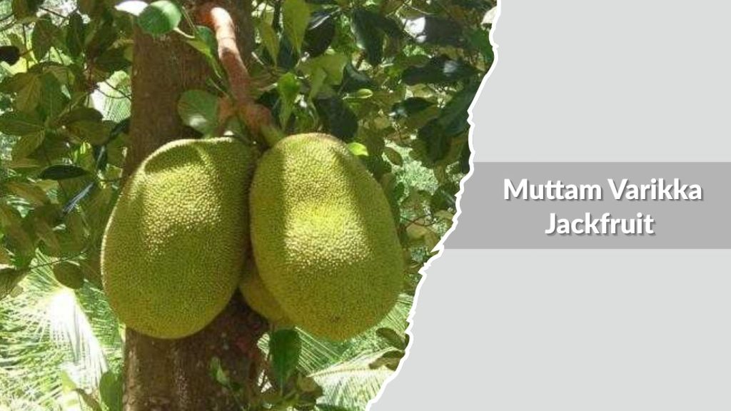 Muttam Varikka Jackfruit