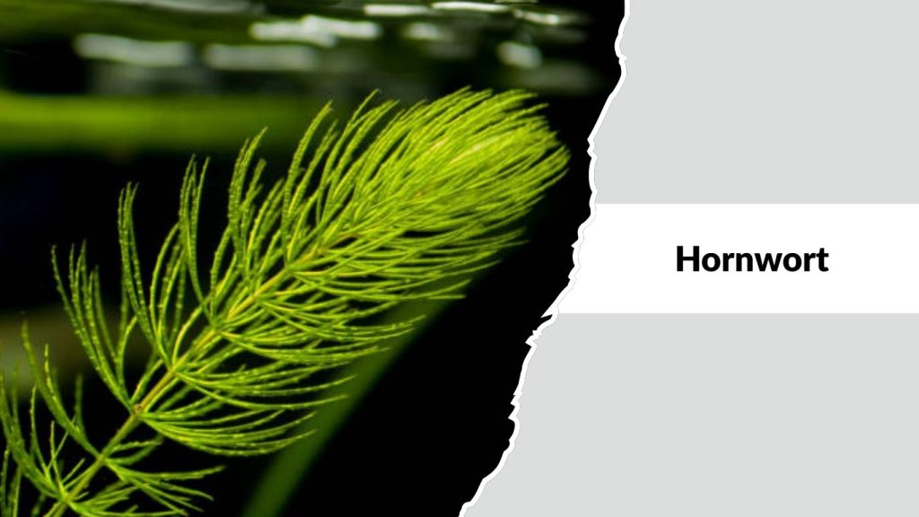Hornwort