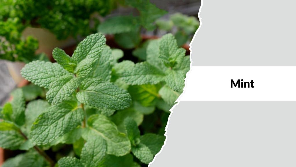 Mint