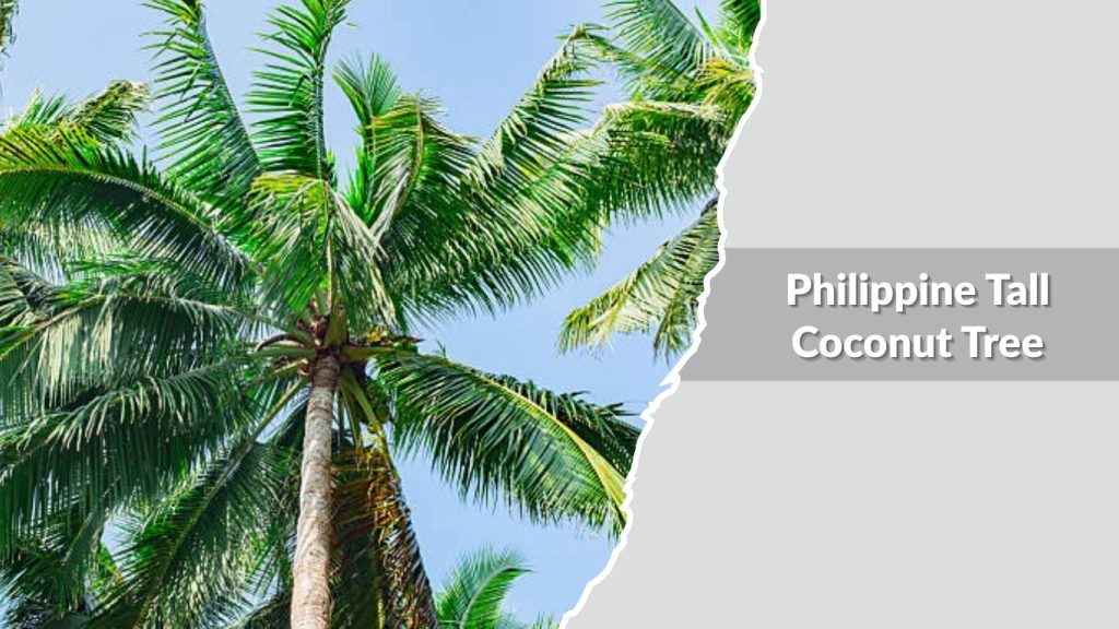 Philippine Tall Coconut Tree
