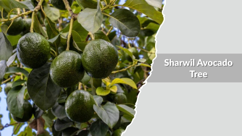  Sharwil Avocado Tree