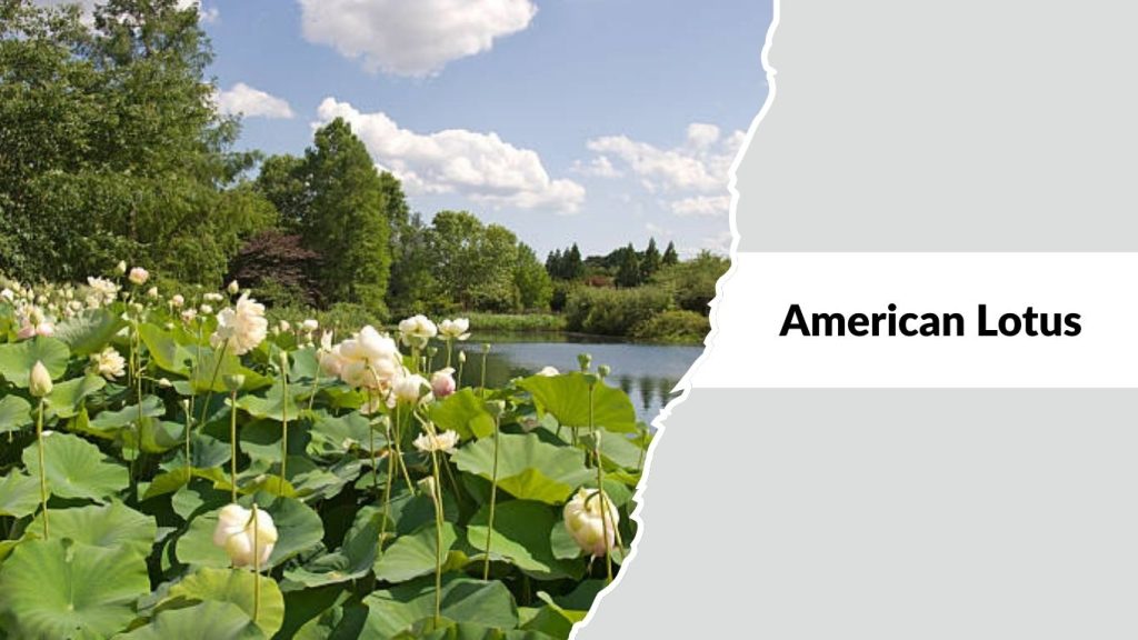 American Lotus