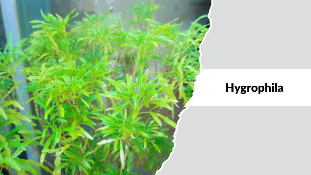 Hygrophila