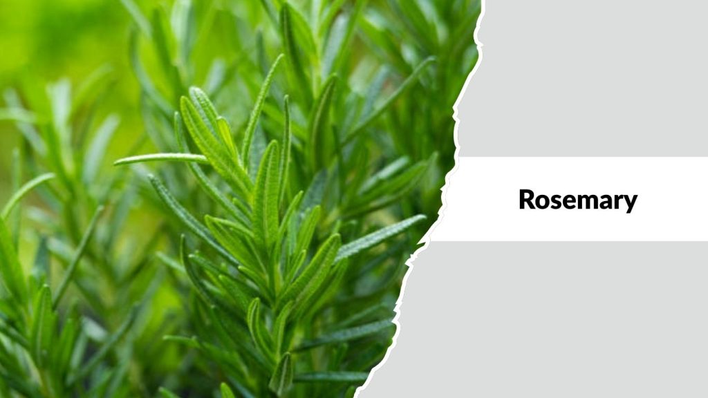  Rosemary