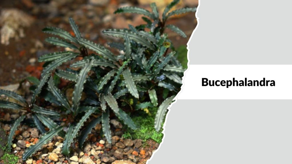 Bucephalandra