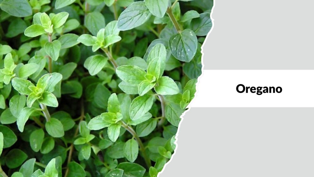 Oregano