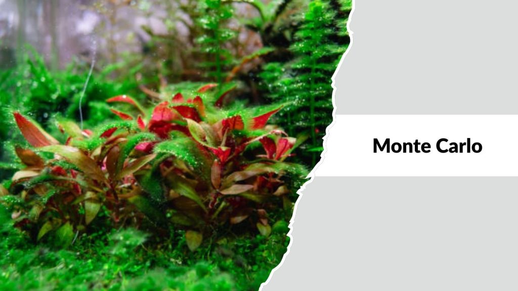 Monte Carlo
