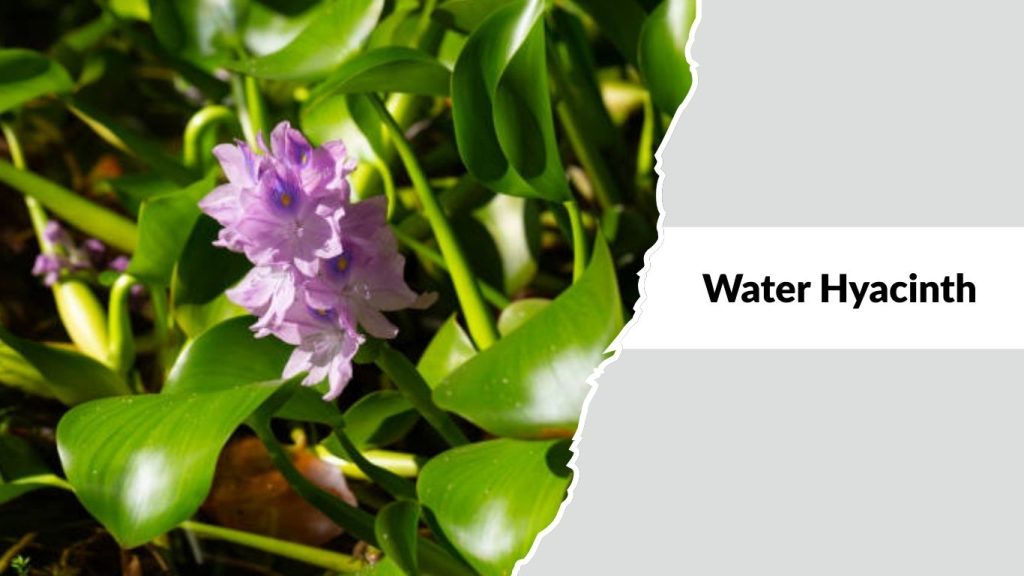 Water Hyacinth