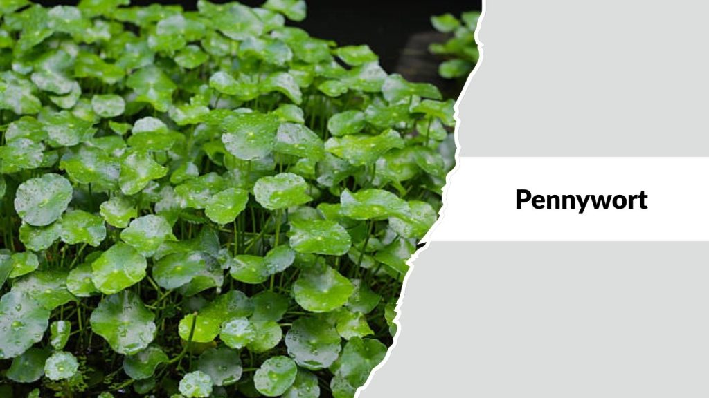 Pennywort