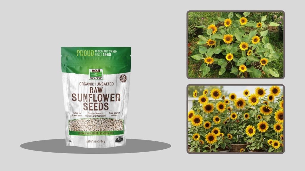 RattleFree Heirloom Sunflower Seeds for Planting (Non-GMO)